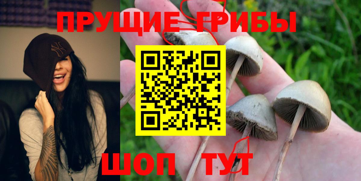 Псилоцибиновые грибы GOLDEN TEACHER  Галлюциногенные грибы Psilocybine cubensis  Вход с VPN  Орехово-Зуево 